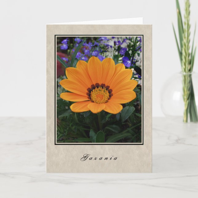 Gazania - Floral Series Card (Front)