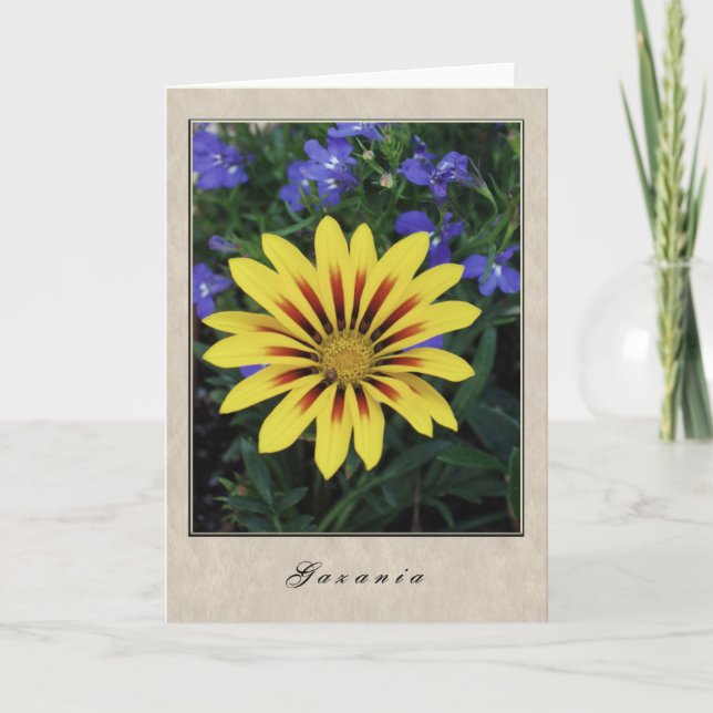 Gazania - Floral Series Card (Front)