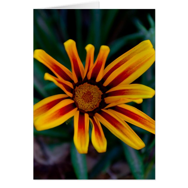 Gazania flower (Front)