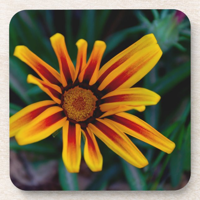 Gazania flower coaster (Front)