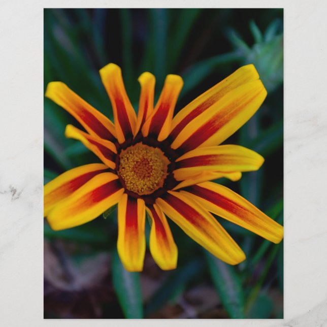 Gazania flower flyer (Front)