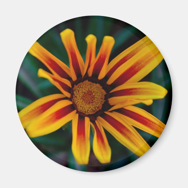Gazania flower magnet (Front)