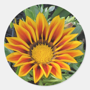 Gazania flower Sticker