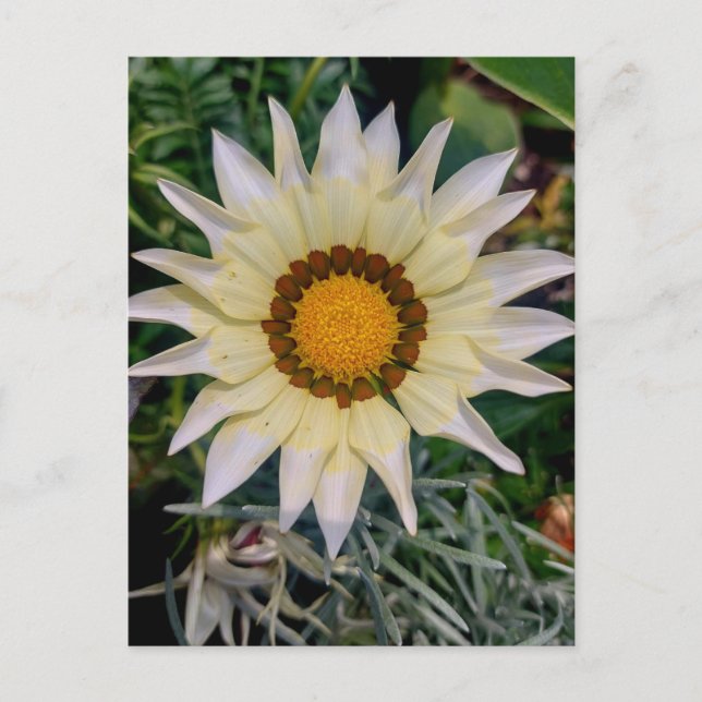 Gazania Flower Yellow White Postcard (Front)