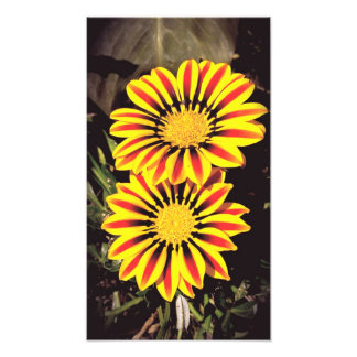 Gazania Flowers In Full Bloom Photo Print