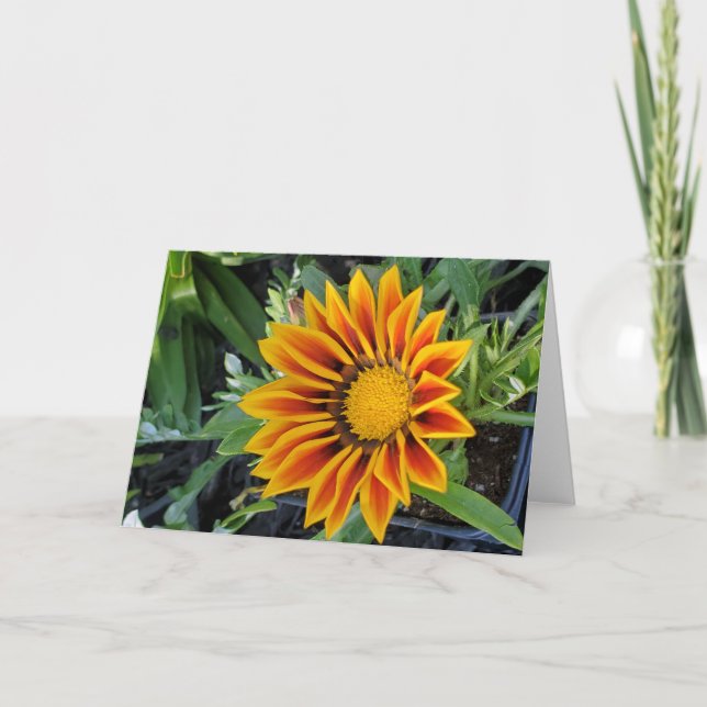 Gazania greeting card (Front)