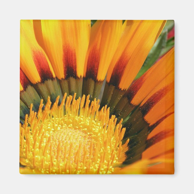 Gazania Magnet (Front)