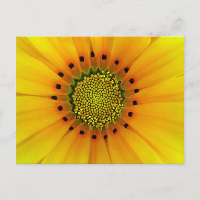 Gazania Postcard (Front)