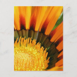 Gazania Postcard