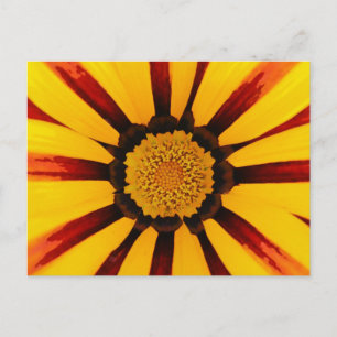 Gazania Postcard