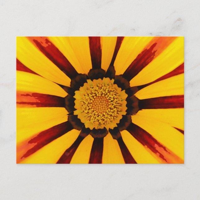 Gazania Postcard (Front)