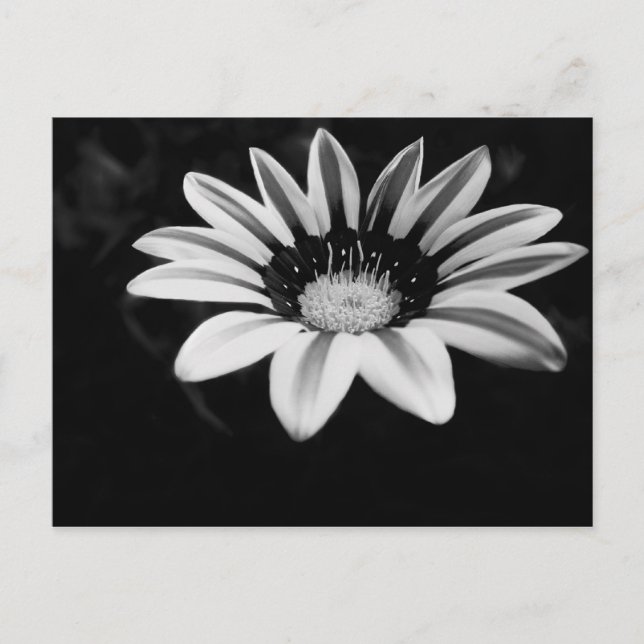 Gazania Postcard (Front)