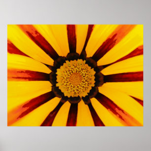 Gazania Poster