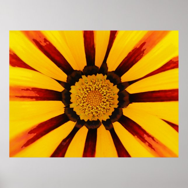 Gazania Poster (Front)
