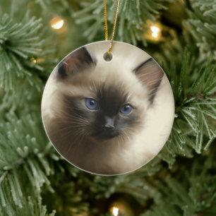 Gaze Of Innocence Siamese Kitten Portrait Ceramic Ornament
