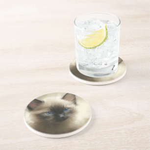 Gaze Of Innocence Siamese Kitten Portrait Coaster