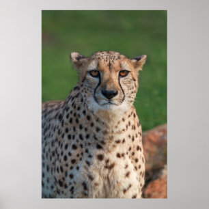 Gaze of the Cheetah Poster