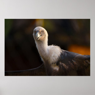 Gaze of the Vulture Poster
