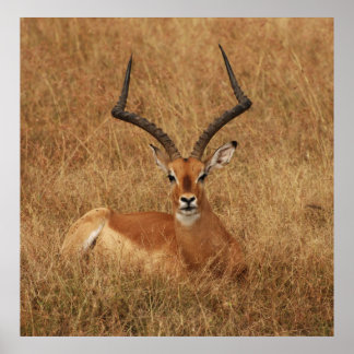 Gazelle Big Horn with Poster