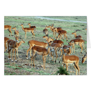 gazelle herd