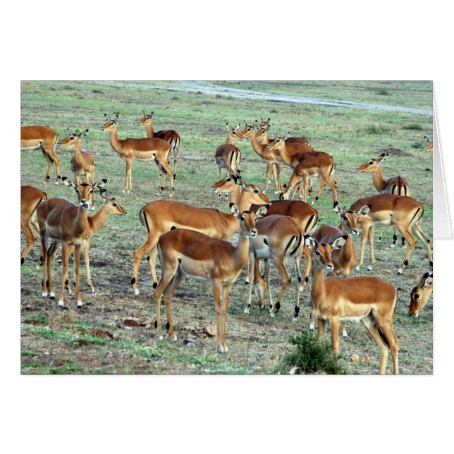 gazelle herd (Front Horizontal)