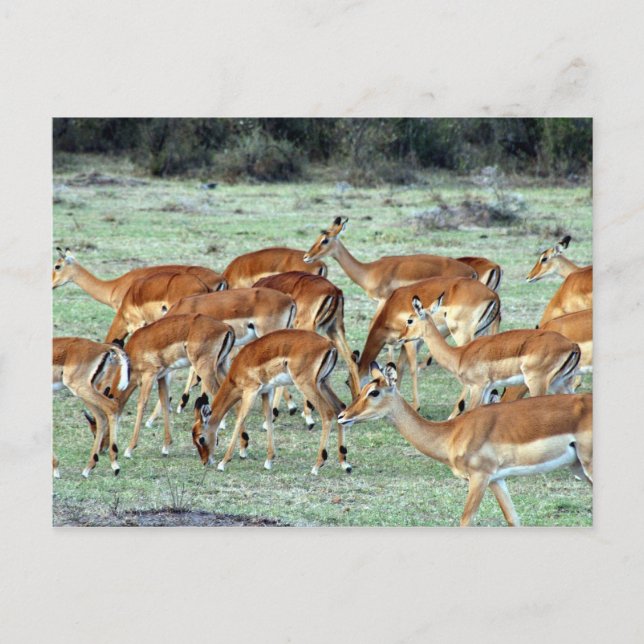 gazelle herd postcard (Front)