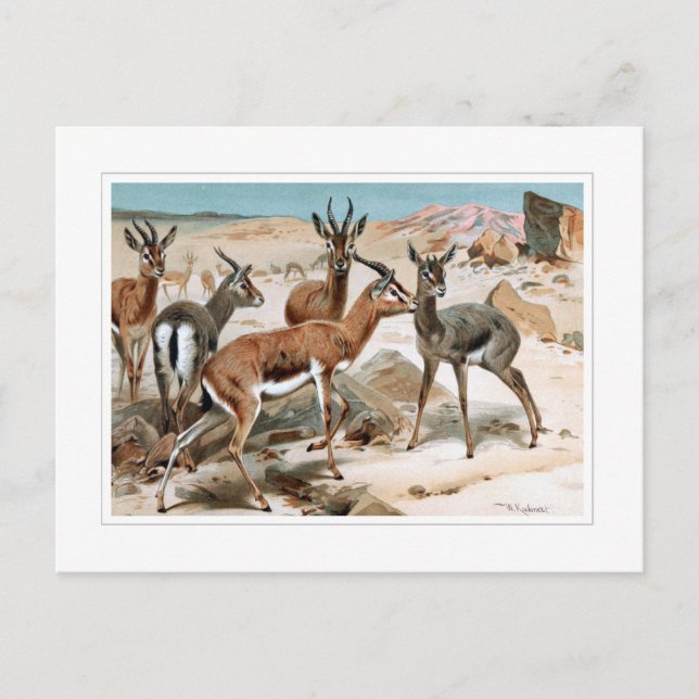 Gazelle Postcard (Front)
