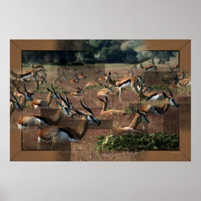 Gazelle Print (Front)