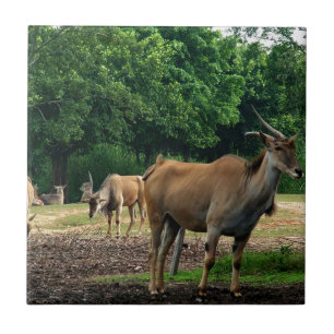 Gazelle, wild animal zoo,羚. ceramic tile