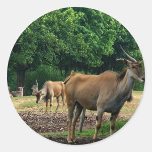 Gazelle, wild animal zoo,羚. classic round sticker