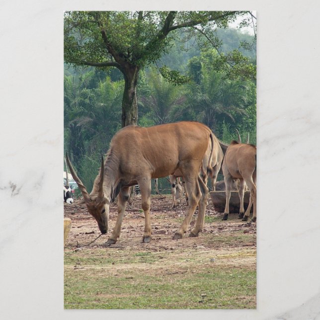 Gazelle, wild animal zoo,羚. flyer (Front)