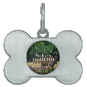 Gazelle, wild animal zoo,羚. pet tag