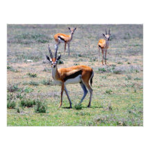 Gazelles on the Plains