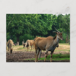 Gazelles Postcard