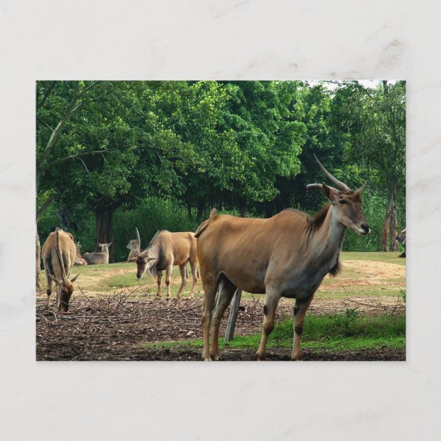 Gazelles Postcard (Front)