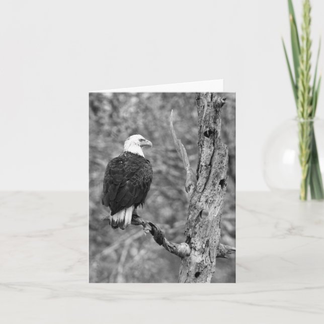 Gazing Eagle B&W Note Card (Front)