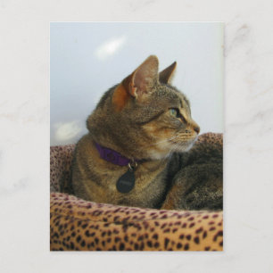 Gazing Indigo Postcard
