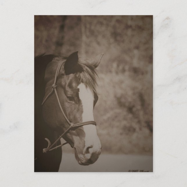 Gazing Mare Postcard (Front)