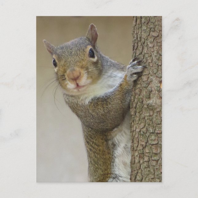 Gazing Squirrel Postcard (Front)