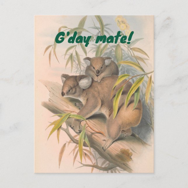 G'day Mate Australian Greeting with Koalas Postcard (Front)
