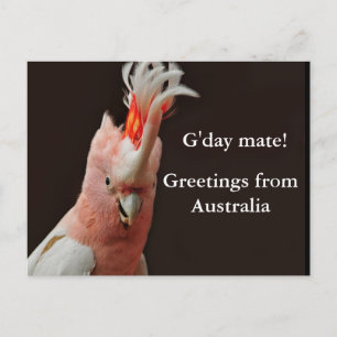 Gday mate! greetings from Australia Postcard