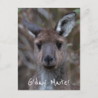 G'Day Mate Kangaroo Australia