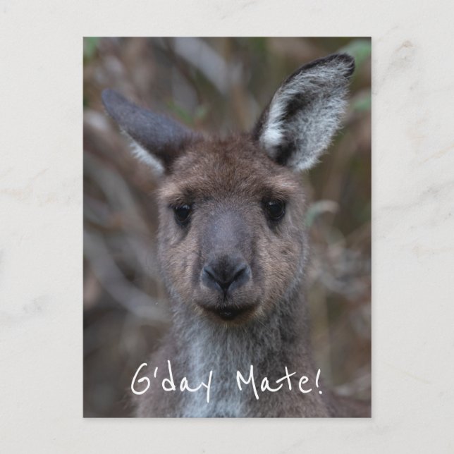 G'Day Mate Kangaroo Australia Postcard (Front)