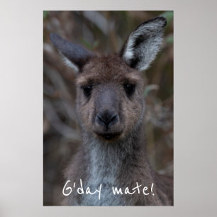 G'day Mate Western Gray Kangaroo Poster
