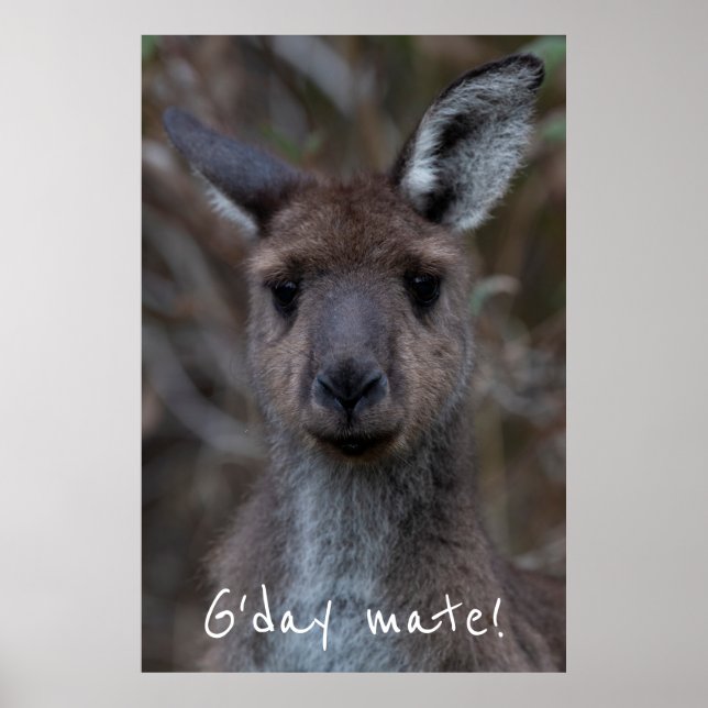 G'day Mate Western Gray Kangaroo Poster (Front)