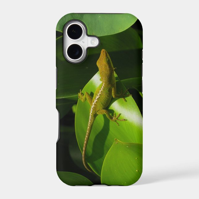 Gecko (Back)