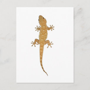gecko lizard postcard