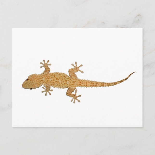 gecko lizard postcard (Front)