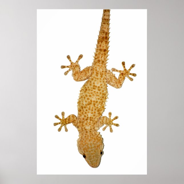 gecko lizard poster (Front)