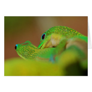 Gecko Love